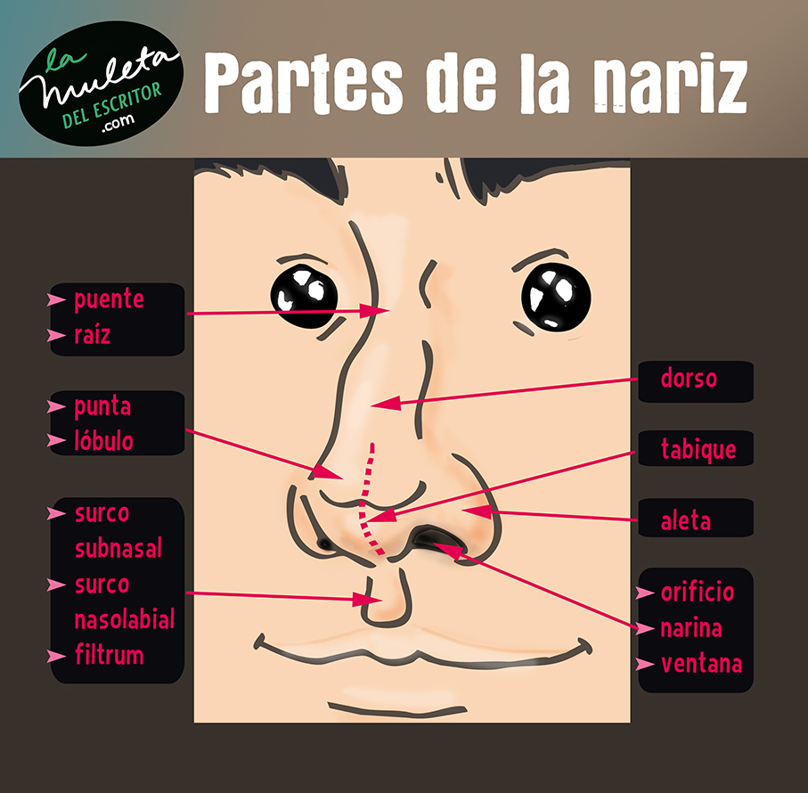 partes de la nariz