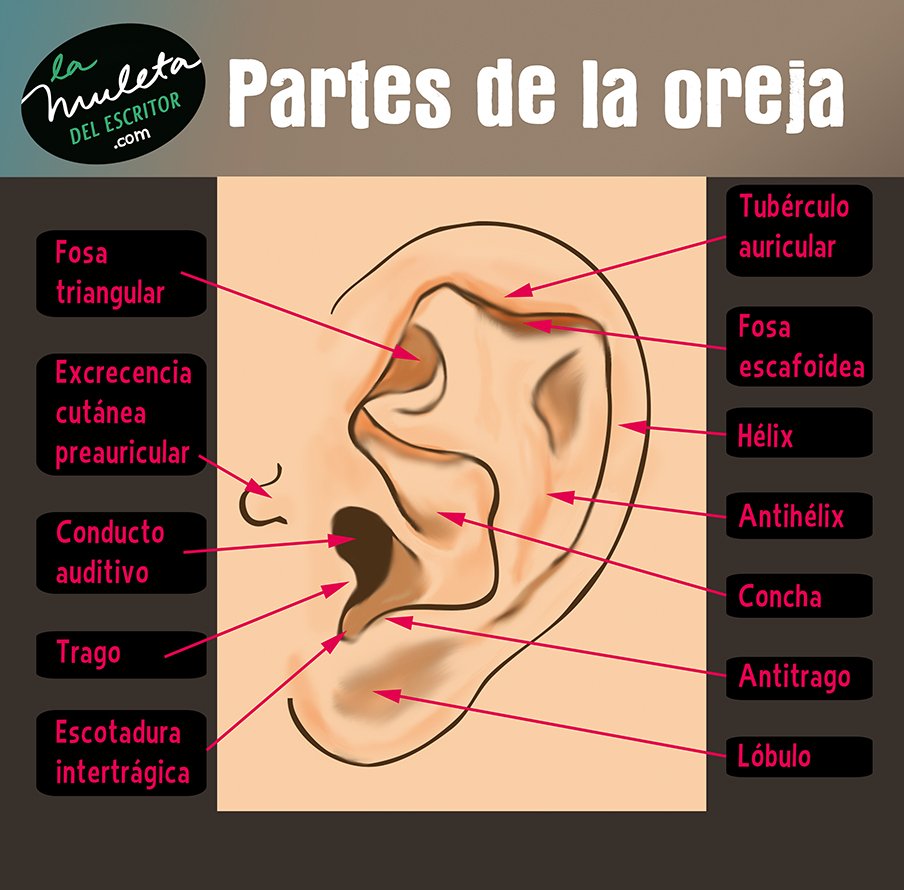 partes de la oreja