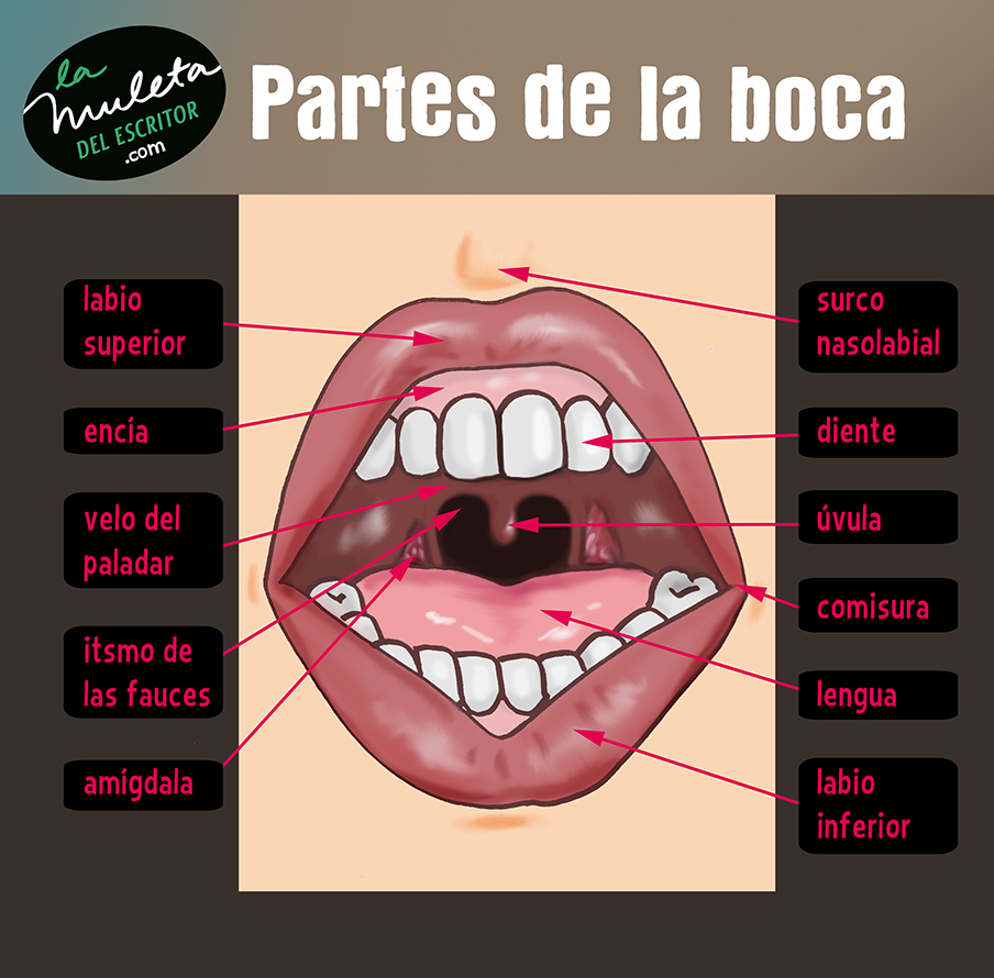 partes de la boca