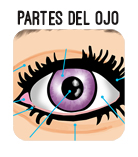 boton partes ojo