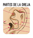boton partes oreja