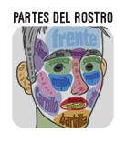 boton partes rostro