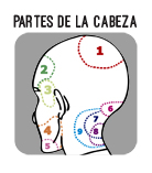partes de la cabeza