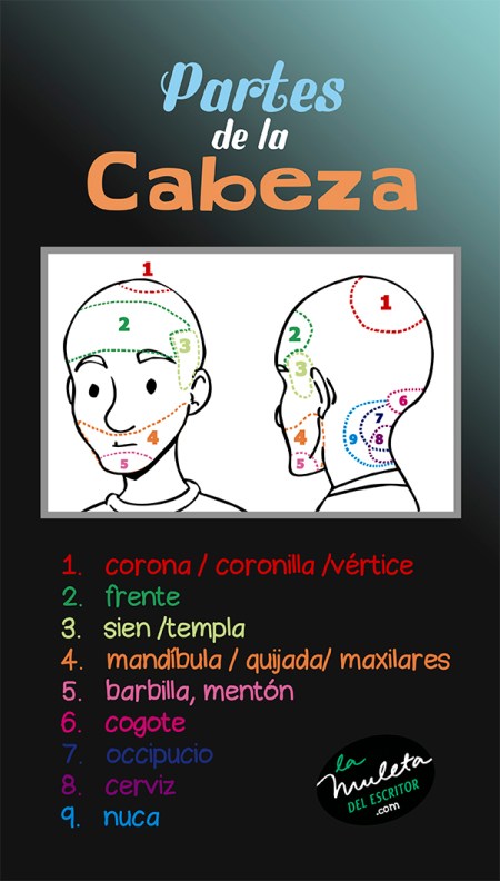 partes de la cabeza