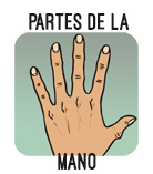 partes de la mano