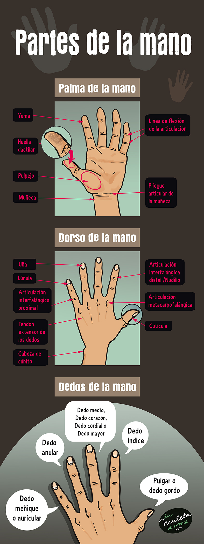 partes de la mano