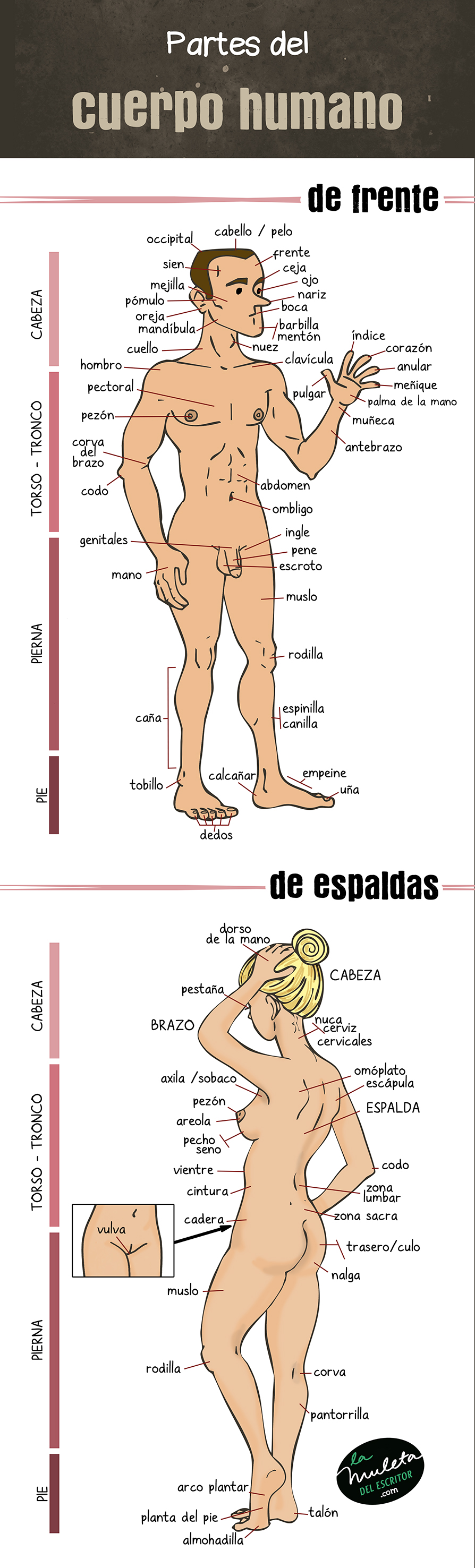 partes del cuerpo