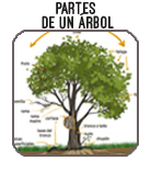 BOTON PARTES DE UN ÁRBOL