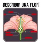 boton describir una flor